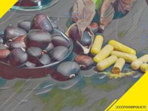 mucuna pruriens testosteron