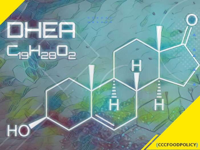 dhea testosteron